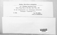 Sphacelotheca ischaemi image